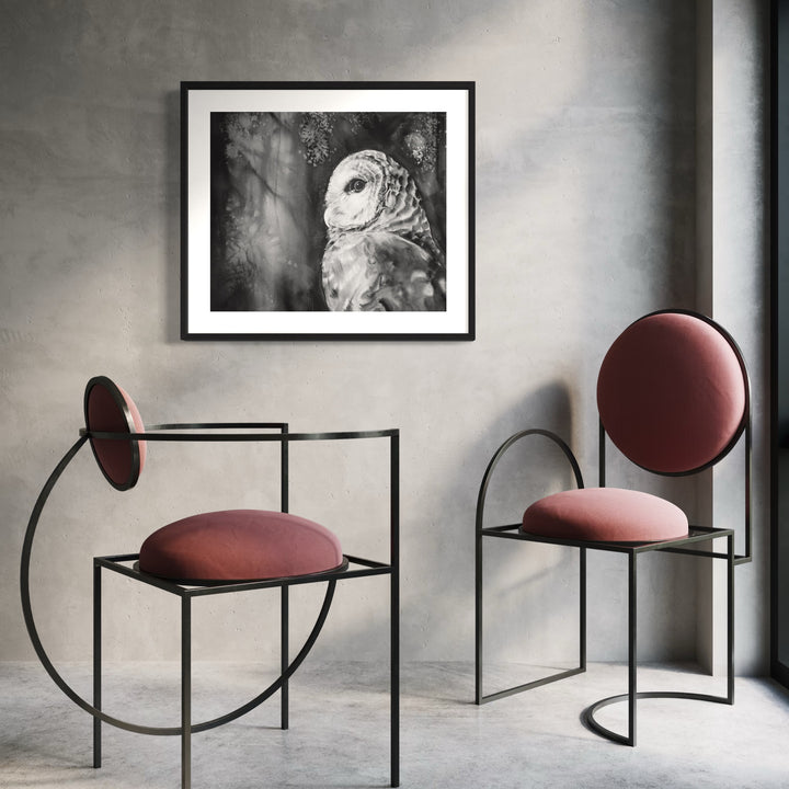 Barred Owl