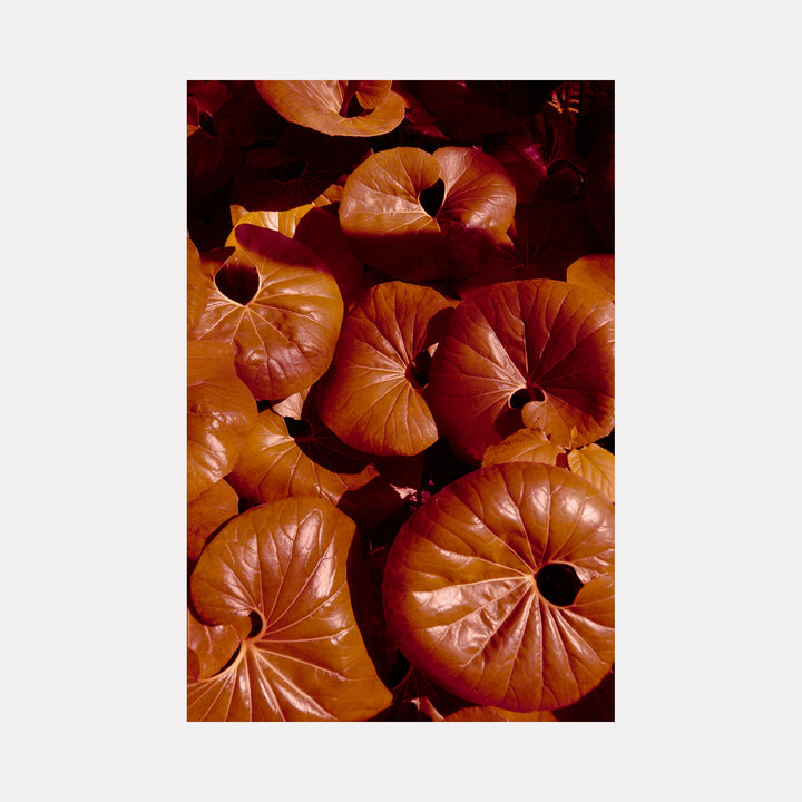 The artwork 'Plant Study II' by Eunice Pais captures vibrant copper-colored plant leaves with circular hollow centers arranged in an organic pattern. The photographic composition showcases rich textures and deep burgundy shadows, highlighting the natural pleating and radial patterns of the botanical specimens against a dark background.