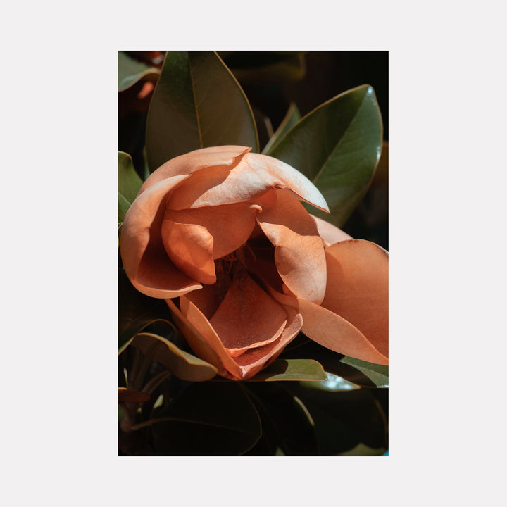 The artwork 'Flower Study II' by Eunice Pais features a close-up photographic capture of a blooming peach-colored magnolia flower with layered petals, set against dark green waxy leaves. The dramatic lighting creates soft shadows that emphasize the delicate texture and curves of the petals, photographed in an intimate botanical style by Eunice Pais.