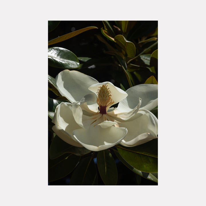 The artwork 'Flower Study III' by Eunice Pais captures a luminous white magnolia blossom in dramatic natural light. The photograph shows delicate petals unfurling against dark green foliage, with sunlight creating soft shadows and highlighting the flower's creamy texture. The magnolia's central stamen and pistils add golden accents to the composition, photographed in intimate detail.