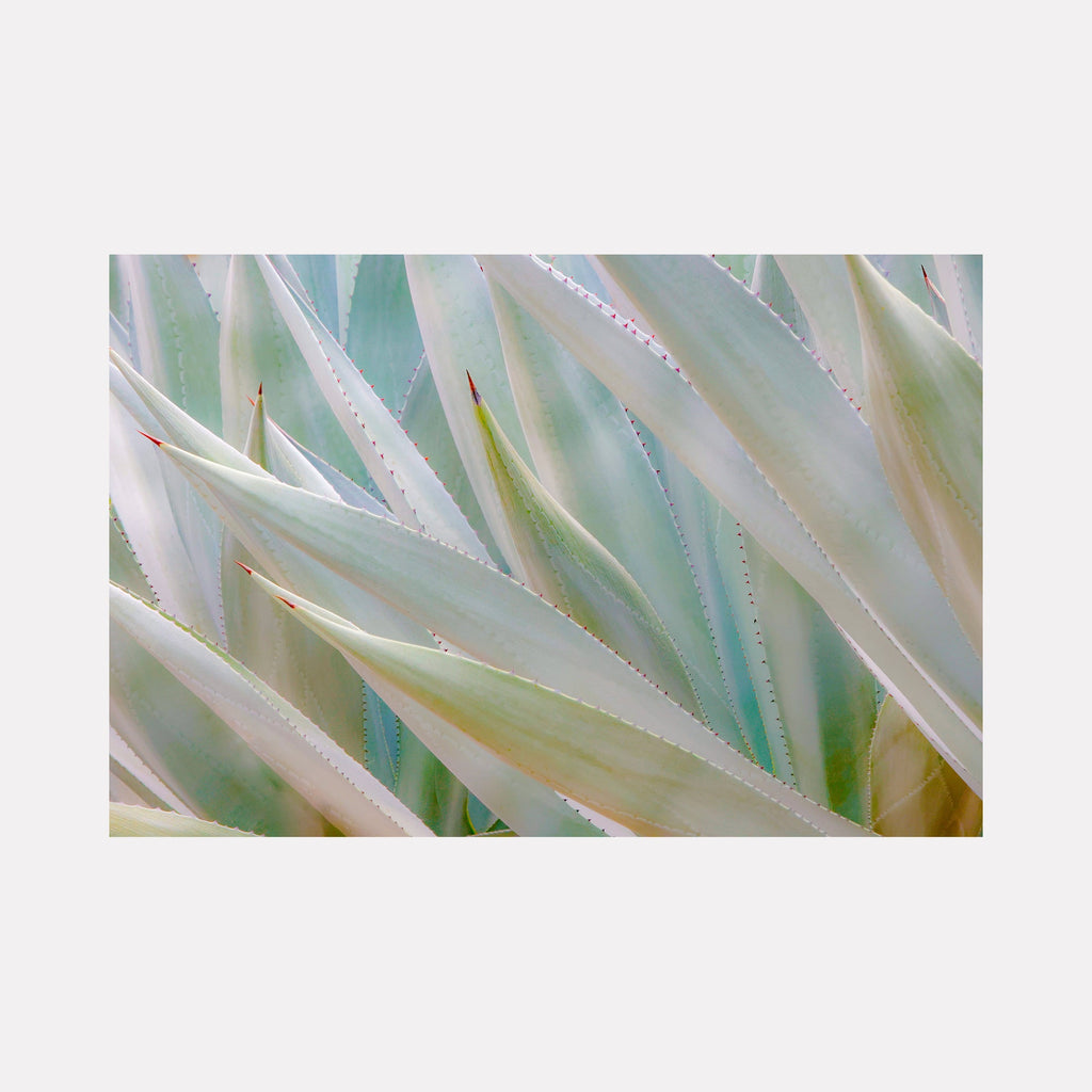 The artwork 'Agave Party' by Neil Shapiro features a close-up view of agave plant leaves in soft, ethereal tones. Sharp, angular succulent leaves in pale mint green and ivory create a layered, geometric pattern. The textured Hahnemühle print captures delicate water droplets and natural highlights along the serrated edges, producing a dreamy, botanical abstract composition.