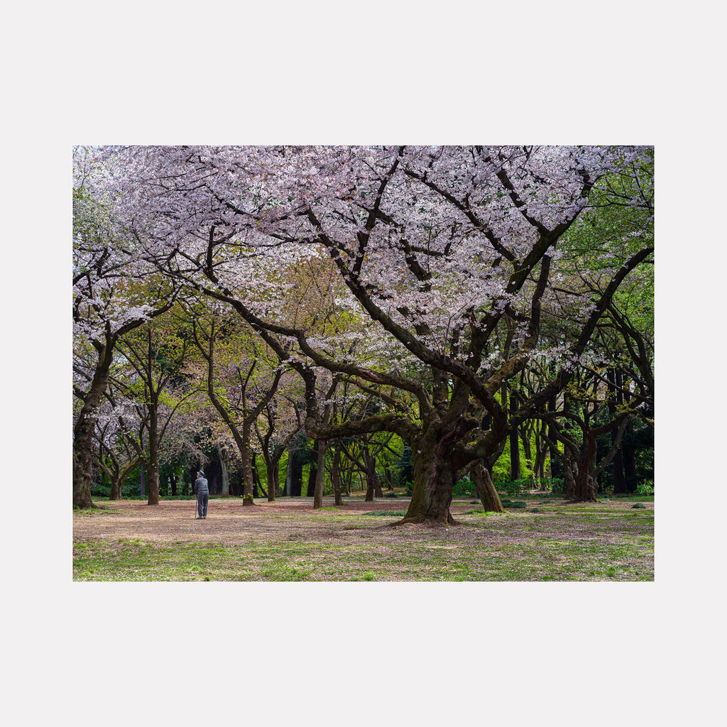 The artwork 'Afternoon Walk in Japan' by Garrett Carroll captures a serene Japanese park scene with blooming cherry blossoms. The photograph features gnarled cherry trees with delicate pink petals against a verdant background. A solitary figure walks along a tranquil dirt path beneath the canopy of twisted branches and spring blossoms in this 24x32 fine art photograph by Garrett Carroll.