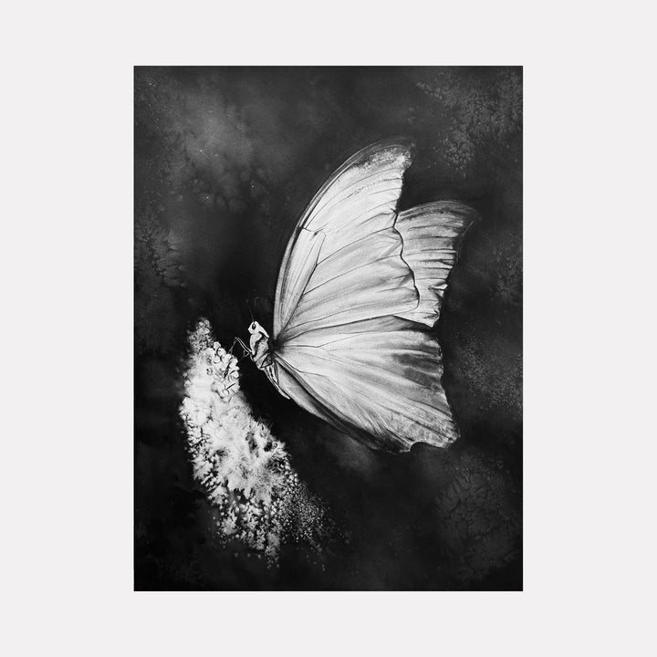 Blue Morpho: Silk and Shadows by Catherine Lencke depicts a luminous butterfly wing in monochrome watercolor landing on delicate white flora