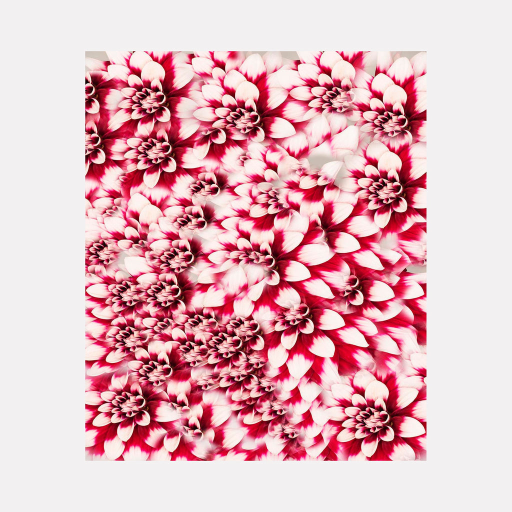 The artwork Dahlia Study in Red and White 1, by Dirk Westphal