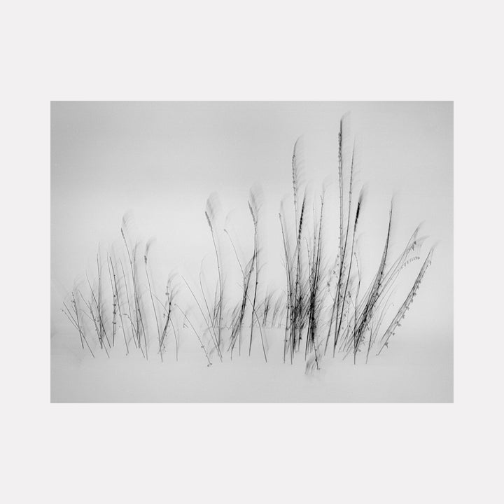 The artwork 'Feather Grass in Snow' by Neil Shapiro captures delicate black and white botanical silhouettes emerging from pristine snow. Minimalist composition showcases tall grass stalks with feathery tips creating graceful natural patterns against a misty white background. Printed on textured Hahnemuhle paper for enhanced artistic depth.