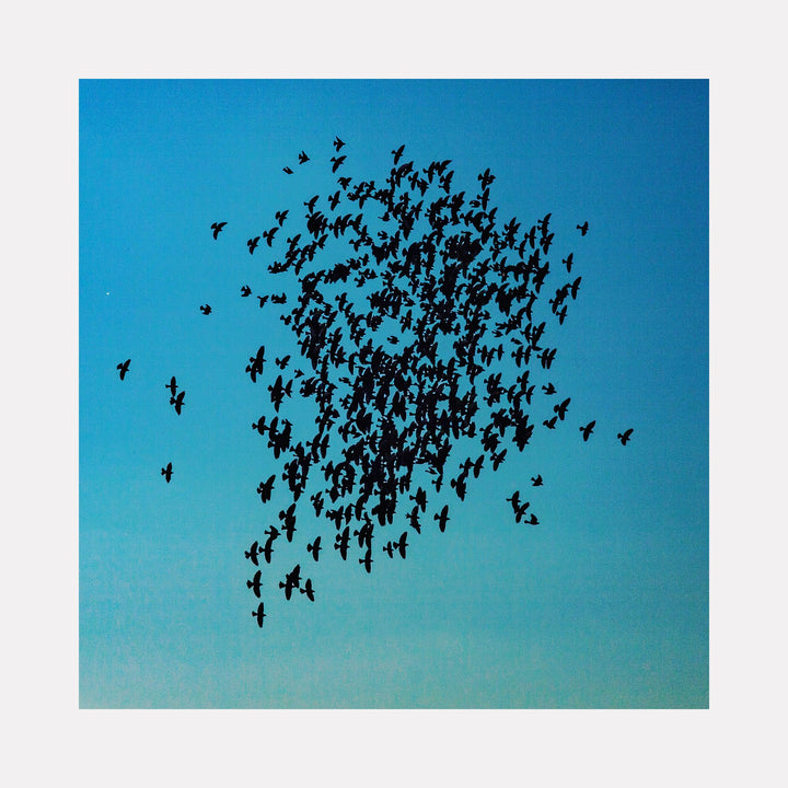 The artwork 'Flock Together' by Cavier Coleman captures a striking silhouette of birds in flight against a vibrant turquoise sky. The photograph shows a dense cluster of black birds forming an organic, cloud-like shape, with individual birds dispersing at the edges, creating a dynamic sense of movement and natural choreography in the 30x30 inch photographic print.