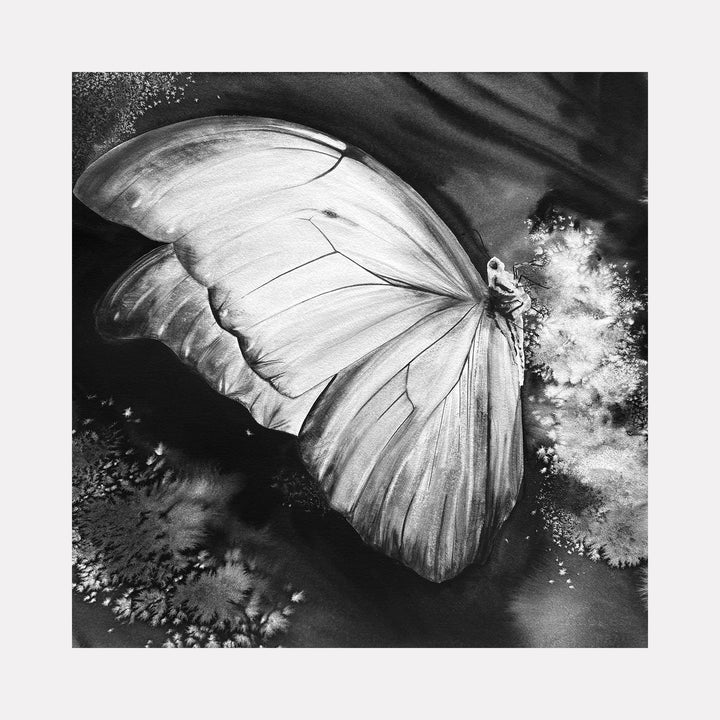 Iridescence' watercolor artwork captures delicate white butterfly wing with intricate veining against dark background by Catherine Lencke