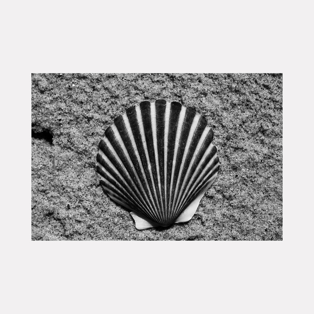 The artwork 'Lonely Shell' by Cavier Coleman captures a striking black and white photograph of a solitary scallop shell on textured sand. The shell features dramatic ridged lines radiating from its base, creating bold contrast through light and shadow in monochromatic tones. The detailed texture of the grainy sand background emphasizes the shell's isolated presence.