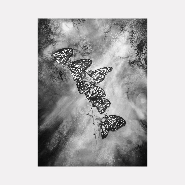 Migration of the Blue Tiger: Monochromatic watercolor depicting six butterflies ascending in spiral formation through misty clouds by Catherine Lencke