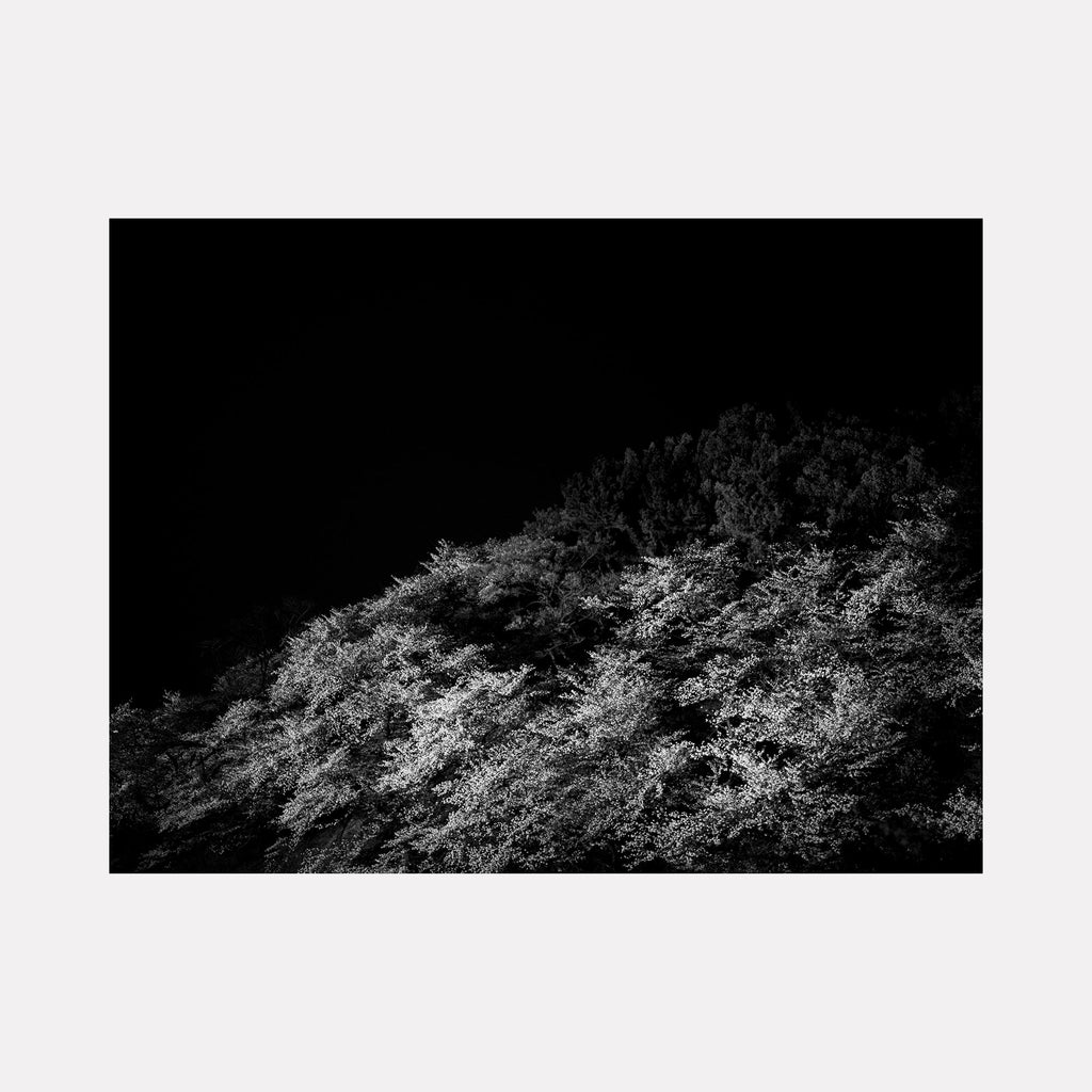 The artwork 'Night Blooms' by Garrett Carroll captures a dramatic black and white photograph of illuminated tree foliage against a deep black background. The monochromatic contrast highlights the intricate texture of leaves and branches, creating a luminous, ethereal effect reminiscent of moonlit flora. The composition emphasizes natural patterns and silver-toned highlights across the upper portion of the 24x32 inch frame.