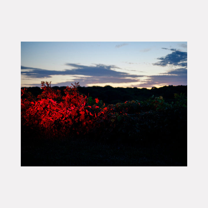 The artwork 'Parking lot Contrast' by Garrett Carroll captures a dramatic twilight scene where vibrant red foliage glows against a dark silhouetted landscape. The photograph features a striking contrast between illuminated crimson bushes in the foreground and a dusky blue sky streaked with wispy clouds at sunset. The natural composition creates a mesmerizing interplay of light and shadow.