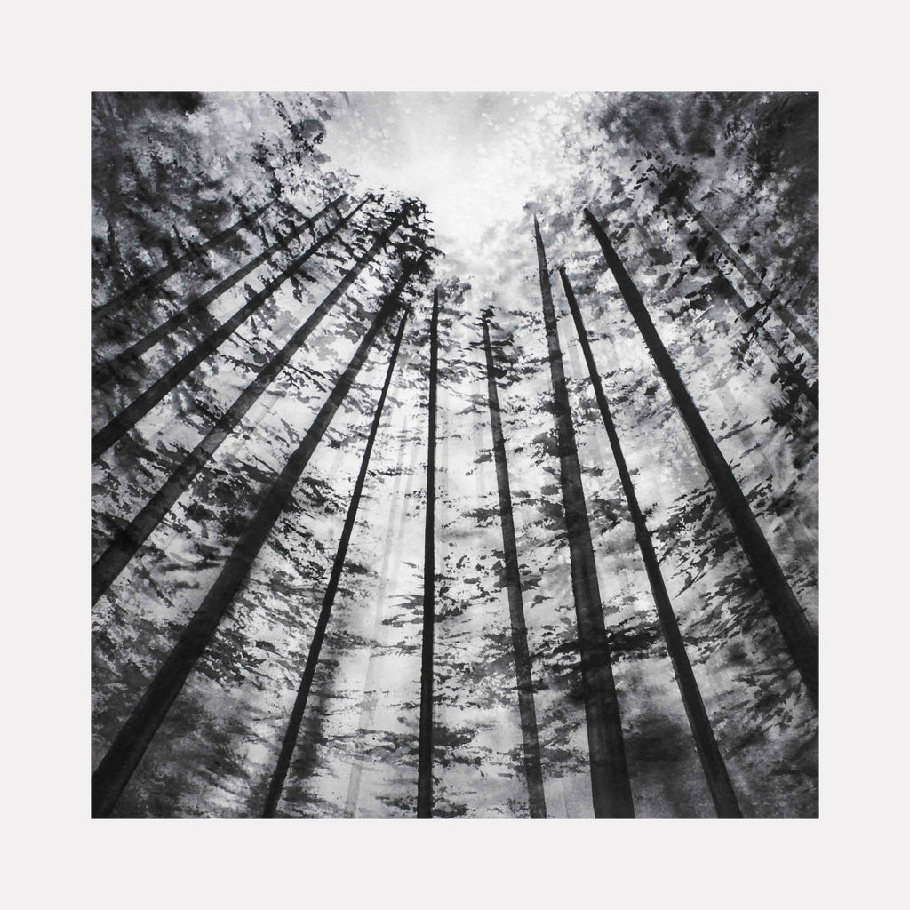 Promise Abound by Catherine Lencke: Dramatic black and white watercolor of towering pine trees reaching skyward, sunlight filtering through branches