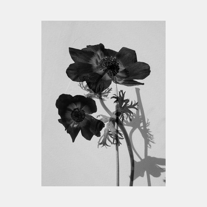 The artwork 'Reflective Beauty' by Cavier Coleman captures a striking black and white photograph of anemone flowers, featuring delicate petals and intricate shadows against a light background. The composition showcases two blooming flowers with textured centers and feathery foliage, creating a dramatic monochromatic contrast and natural elegance.