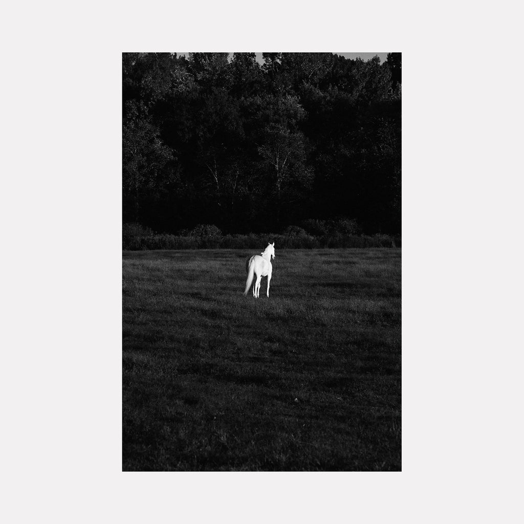 The artwork 'Spirit Horse' by Cavier Coleman features a striking black and white photograph of a solitary white horse standing in a vast meadow. The horse appears luminous against the dark treeline background, creating a dramatic contrast. The composition captures the ethereal quality of the scene with rich monochromatic tones and natural lighting. By Cavier Coleman.