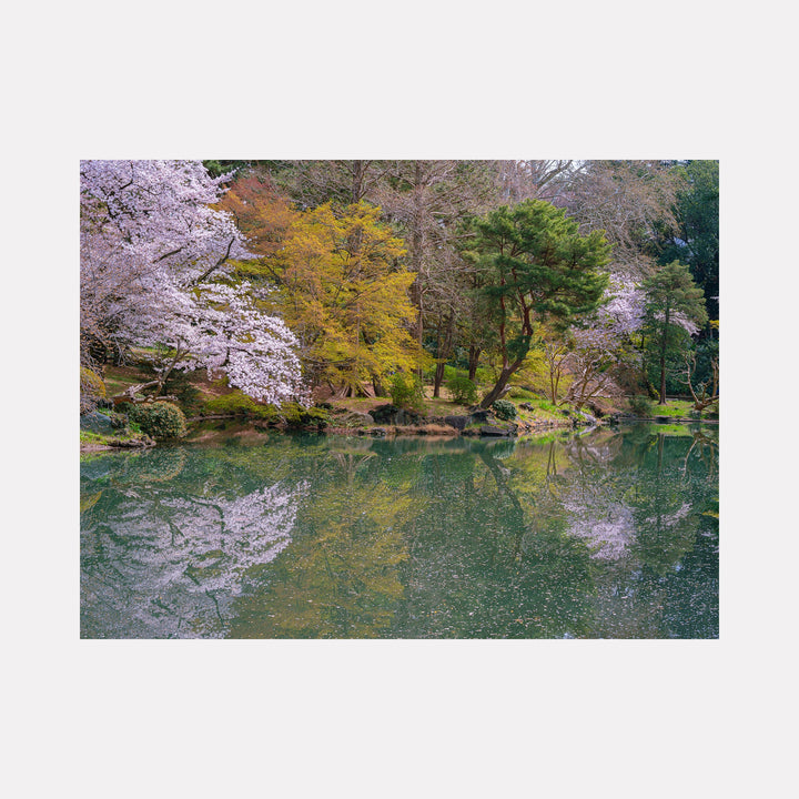 The artwork 'Spring in Japan' by Garrett Carroll captures a serene Japanese garden landscape with blooming cherry blossoms reflecting in a tranquil green pond. Delicate pink sakura trees frame the water's edge, complemented by vibrant yellow foliage and evergreen pines, creating a perfect mirror image on the still water's surface, showcasing the ephemeral beauty of spring in Japan.