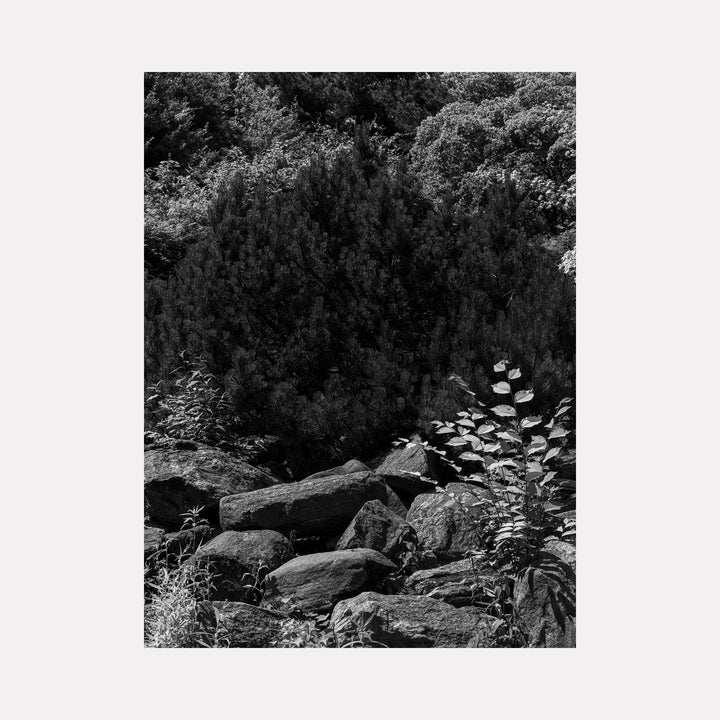 The artwork 'There's An Animal Behind the Bush' by Garrett Carroll captures a monochromatic photograph of dense foliage and rugged rocks. A mysterious bush dominates the upper portion, while textured stones and delicate leaf formations create a natural composition in black and white. The contrast between dark vegetation and light-catching stones adds depth to this 32x24 photographic print.