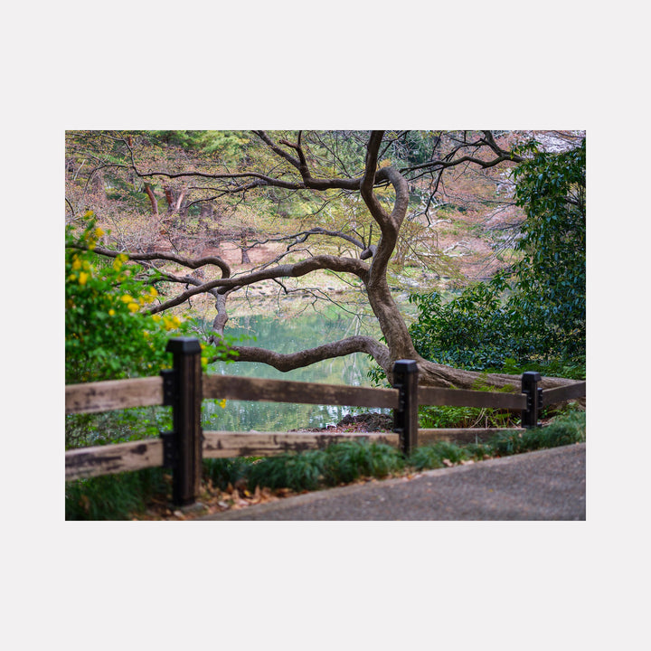 The artwork 'Wondering' by Garrett Carroll captures a serene nature scene featuring a gnarled, twisted tree branch extending over a rustic wooden fence. The photograph showcases delicate spring foliage with soft green hues against muted pink tones in the background. A weathered split-rail fence adds depth and perspective to this contemplative landscape photograph. By Garrett Carroll.