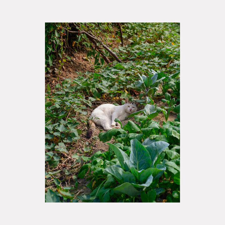 The artwork 'Your Home in Shantou - Series-2' by Garrett Carroll captures a serene garden scene with lush green vegetation, featuring large tropical leaves and ground cover plants. A peaceful moment unfolds amidst verdant foliage and natural earthy terrain. The composition showcases the interplay of light and shadow through dense garden growth, highlighting vibrant greens and organic textures in this intimate garden photograph. By Garrett Carroll